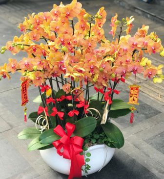 Phalaenopsis orchids